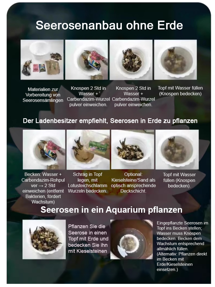 Bodenlose hydroponische mehrfarbige Seerosen-Samen