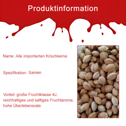 Importierte chilenische Chelsea-Samen