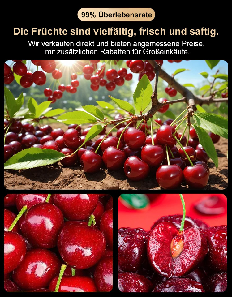 Vielseitige Kirschkerne mit hoher Überlebensrate