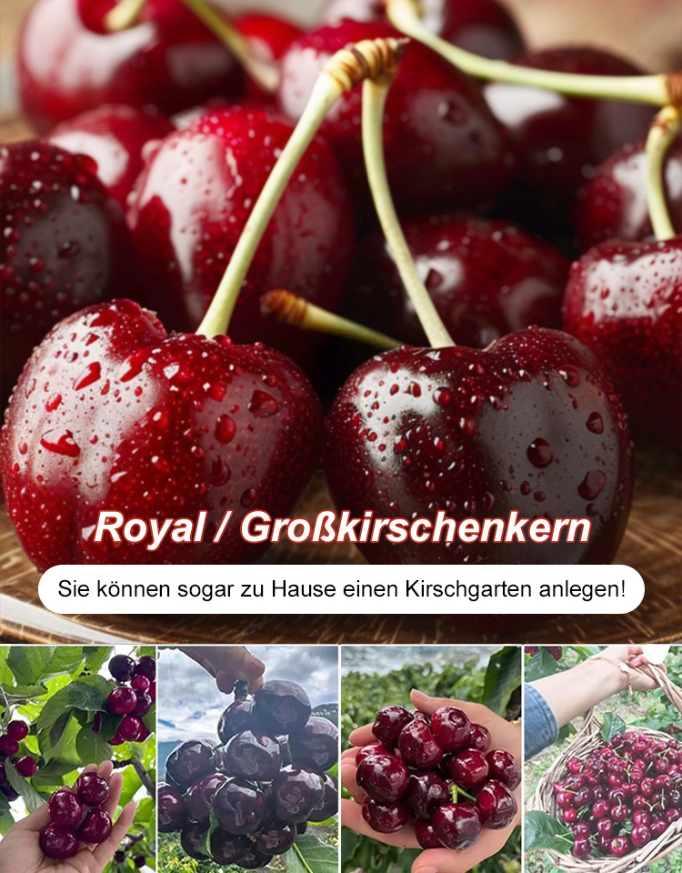 Vielseitige Kirschkerne mit hoher Überlebensrate
