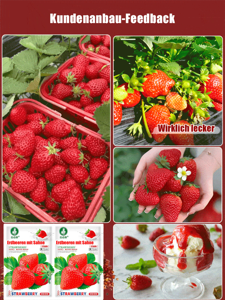 Riesige, super süße, saftige Sahne-Erdbeersamen