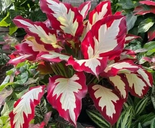 Bunte Calathea-Megablätter-Blumensamen (ganzjährig pflanzbar)