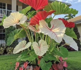 Bunte Calathea-Megablätter-Blumensamen (ganzjährig pflanzbar)