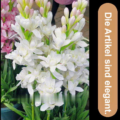 【Duft verbreitet sich weit】Tuberose-Zwiebelblume. 🌸Eine Blüte erfüllt den ganzen Garten mit einem zarten Duft!