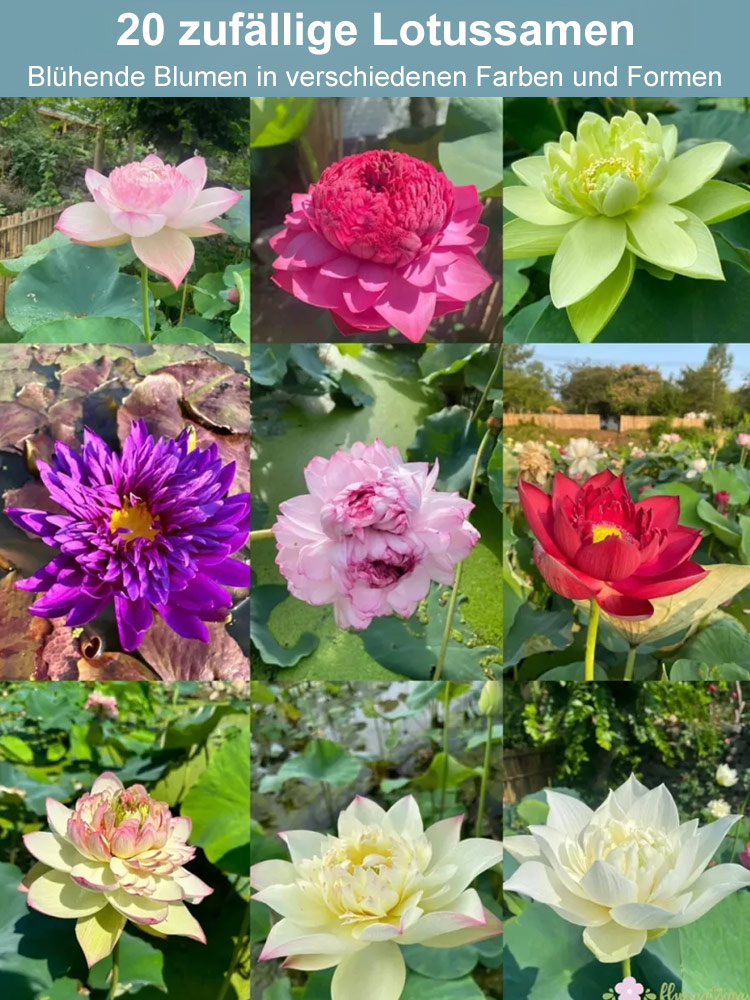 【Reinigt die Luft】 Bowling-Lotus-Samen! 🌸 Die Bowling-Lilie muss nicht gegossen werden. Sonnenlicht und sauberes Wasser halten sie am Leben und reinigen die Luft!