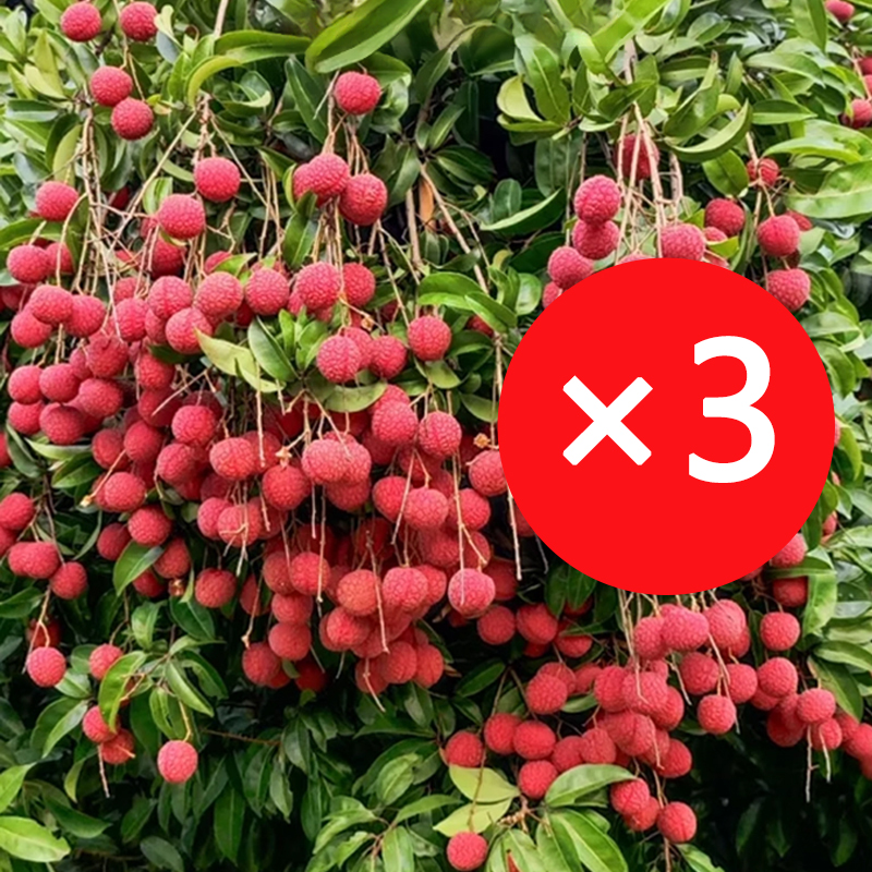 【Pflanzen Sie sie dieses Jahr, und Sie werden nächstes Jahr mehr Litschis haben, als Sie essen können.】Ausgewählte Litschisetzlinge! Früchte größer als ein Ei, dickes Fruchtfleisch! 99% Überlebensrate!