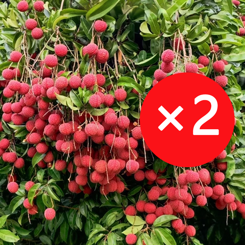 【Pflanzen Sie sie dieses Jahr, und Sie werden nächstes Jahr mehr Litschis haben, als Sie essen können.】Ausgewählte Litschisetzlinge! Früchte größer als ein Ei, dickes Fruchtfleisch! 99% Überlebensrate!