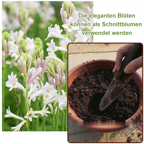 【Duft verbreitet sich weit】Tuberose-Zwiebelblume. 🌸Eine Blüte erfüllt den ganzen Garten mit einem zarten Duft!