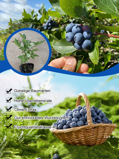 [Augenschutz und Anti-Aging] Peruanische Blaubeersamen der Premiumklasse A