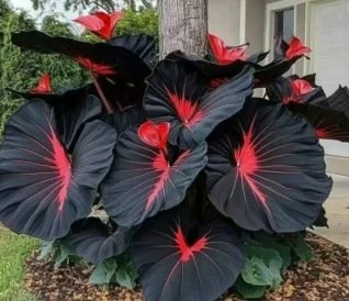 Bunte Calathea-Megablätter-Blumensamen (ganzjährig pflanzbar)