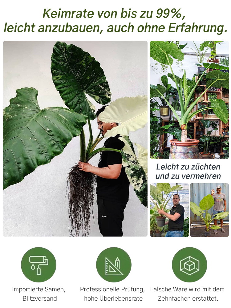 Bunte Calathea-Megablätter-Blumensamen (ganzjährig pflanzbar)