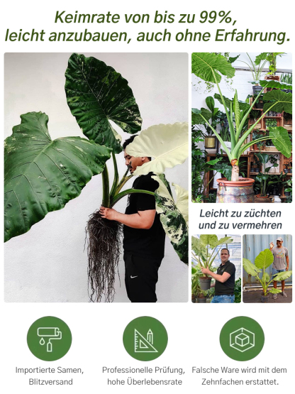 Bunte Calathea-Megablätter-Blumensamen (ganzjährig pflanzbar)