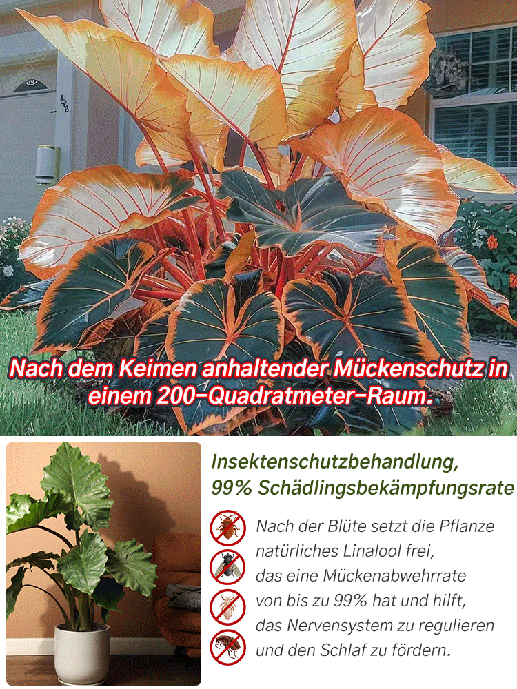 Bunte Calathea-Megablätter-Blumensamen (ganzjährig pflanzbar)