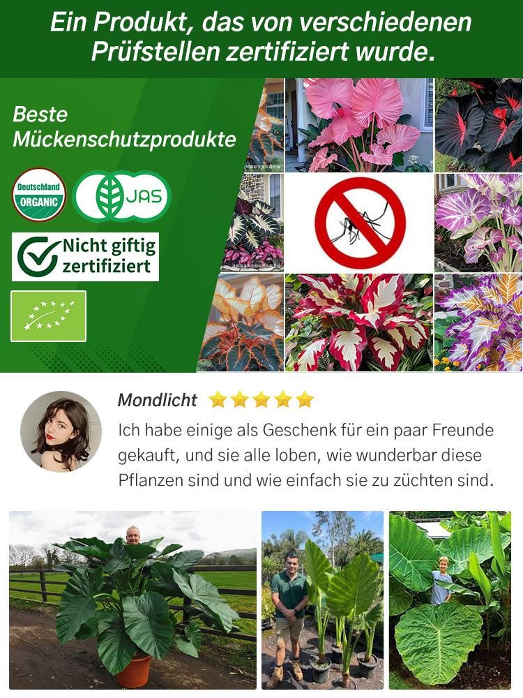 Bunte Calathea-Megablätter-Blumensamen (ganzjährig pflanzbar)