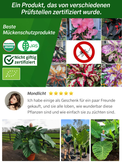 Bunte Calathea-Megablätter-Blumensamen (ganzjährig pflanzbar)