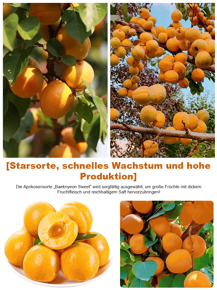 Ergiebige Königs-Aprikosenbaumsamen