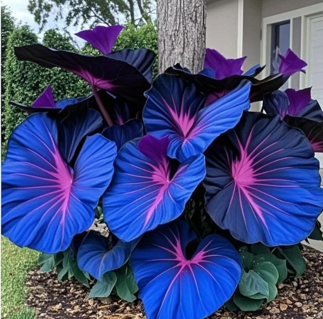 Bunte Calathea-Megablätter-Blumensamen (ganzjährig pflanzbar)