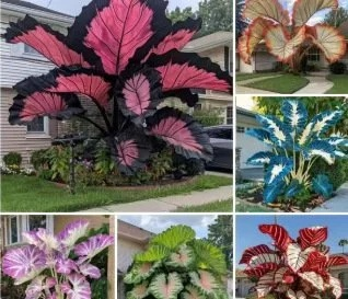 Bunte Calathea-Megablätter-Blumensamen (ganzjährig pflanzbar)