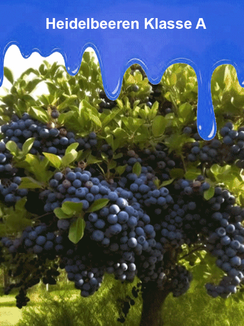 [Augenschutz und Anti-Aging] Peruanische Blaubeersamen der Premiumklasse A