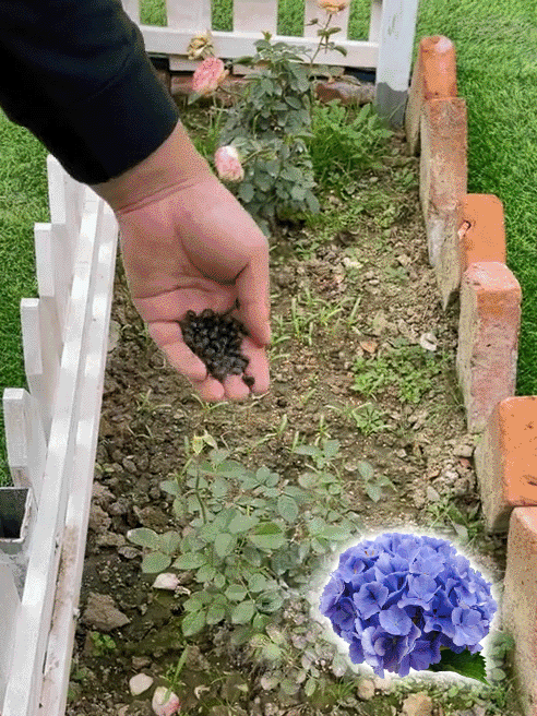 Hortensiensamen blühen das ganze Jahr über.