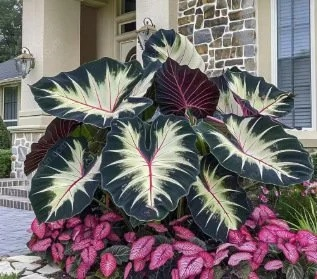 Bunte Calathea-Megablätter-Blumensamen (ganzjährig pflanzbar)