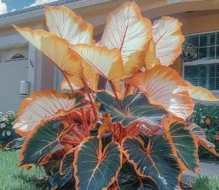 Bunte Calathea-Megablätter-Blumensamen (ganzjährig pflanzbar)