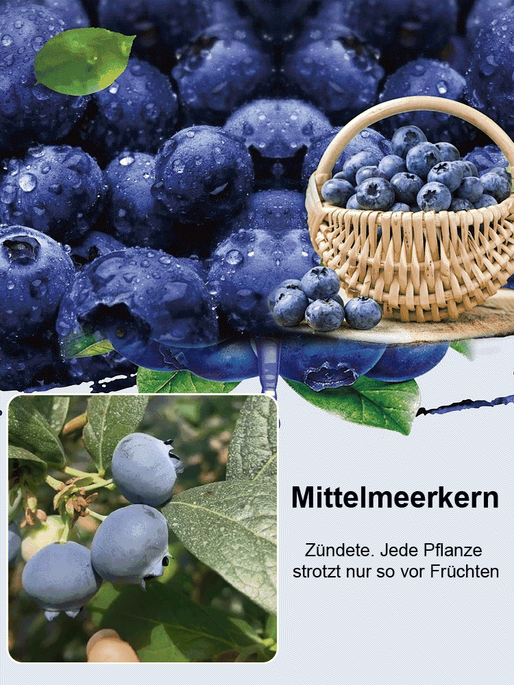 [Augenschutz und Anti-Aging] Peruanische Blaubeersamen der Premiumklasse A