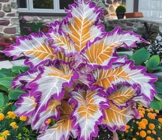 Bunte Calathea-Megablätter-Blumensamen (ganzjährig pflanzbar)