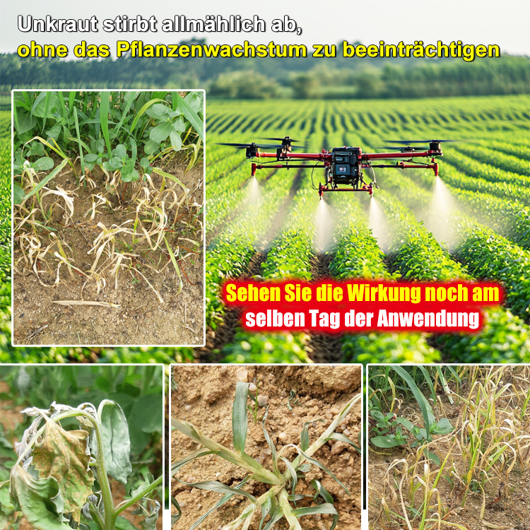 【Unkrautspezialist】Hohe Konzentration Glufosinate-P-ammonium 🌱🌱 Superstarke Unkrautbekämpfung. Keine Umweltverschmutzung, ergänzt Spurenelemente im Boden