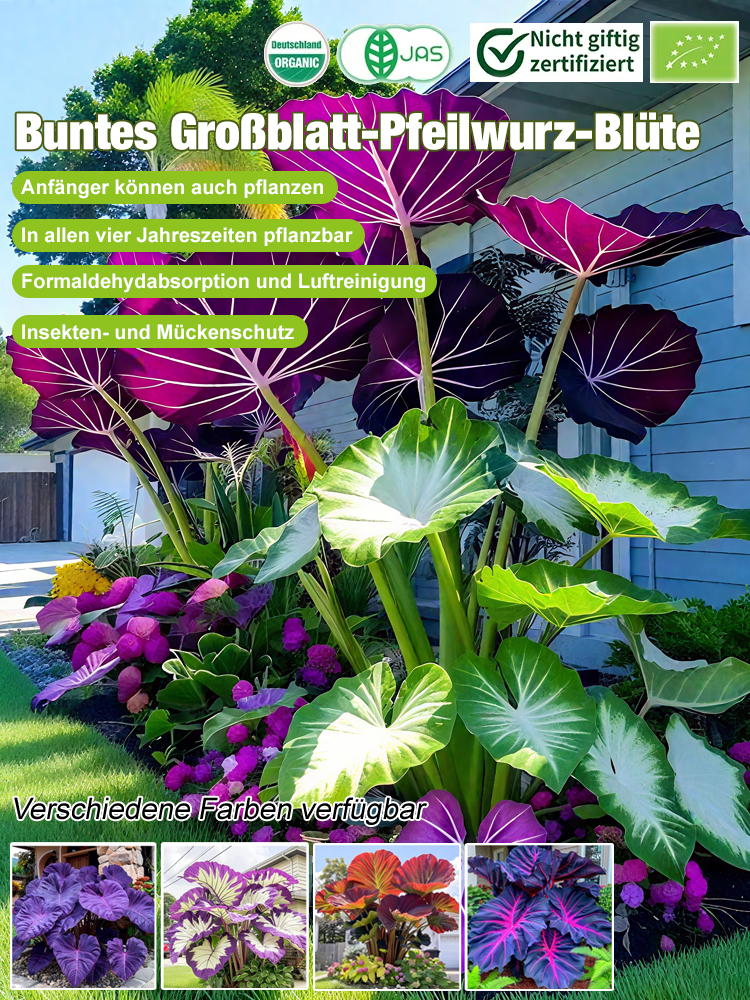 Bunte Calathea-Megablätter-Blumensamen (ganzjährig pflanzbar)