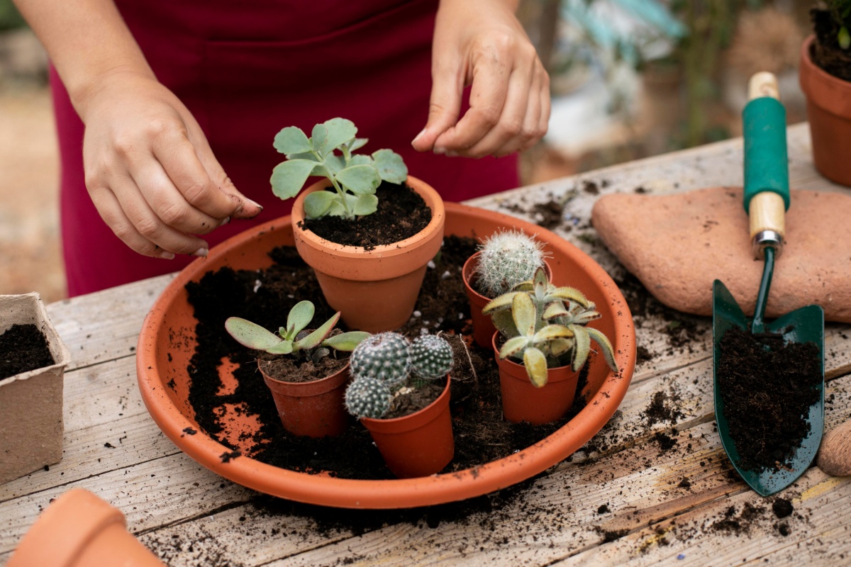 Plant a mini garden