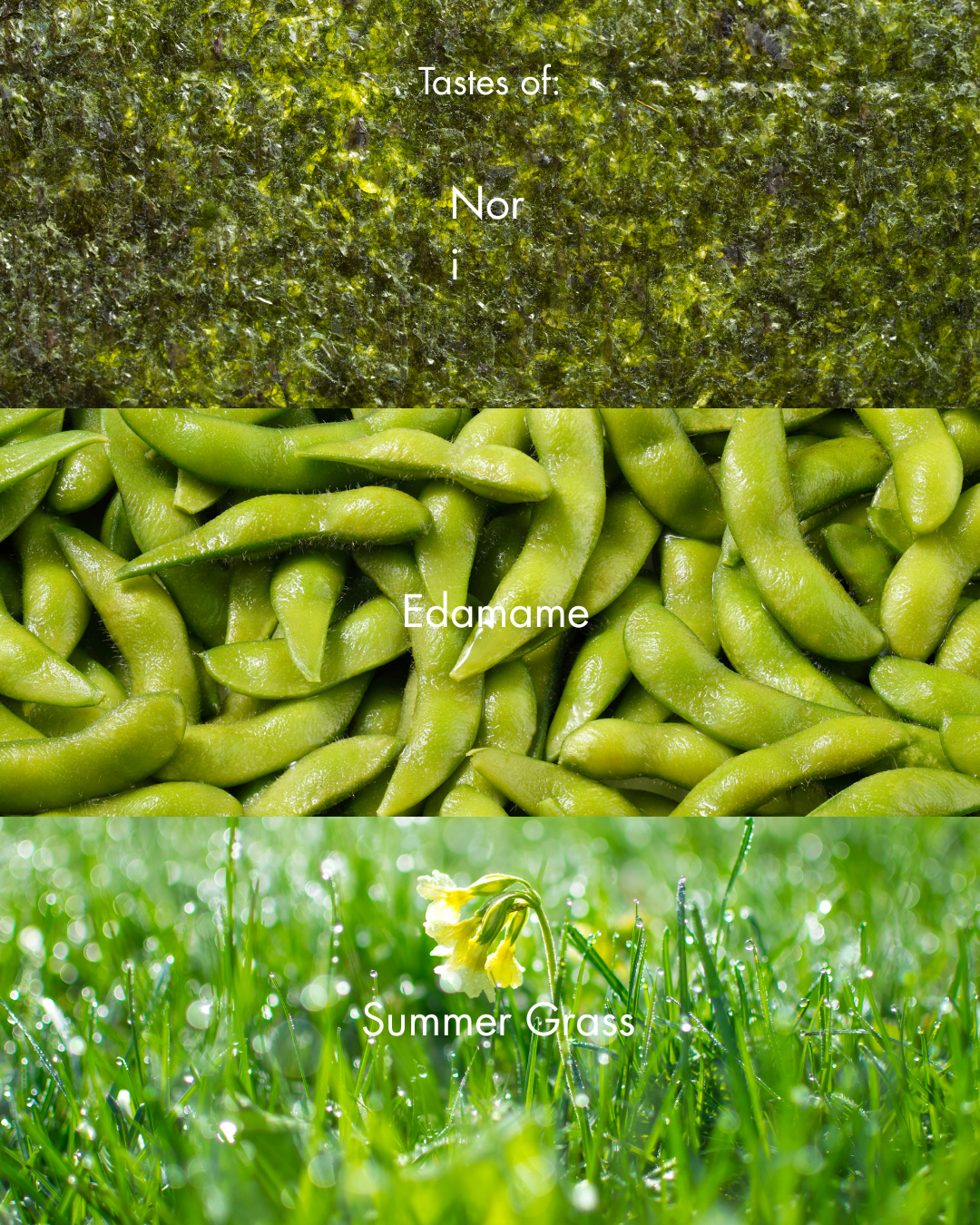 brut tea Matcha Green Tea 30g – Single Origin, High Mountain