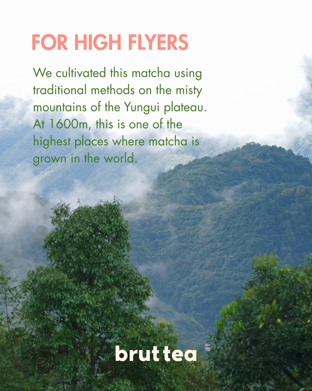 brut tea Matcha Green Tea 30g – Single Origin, High Mountain