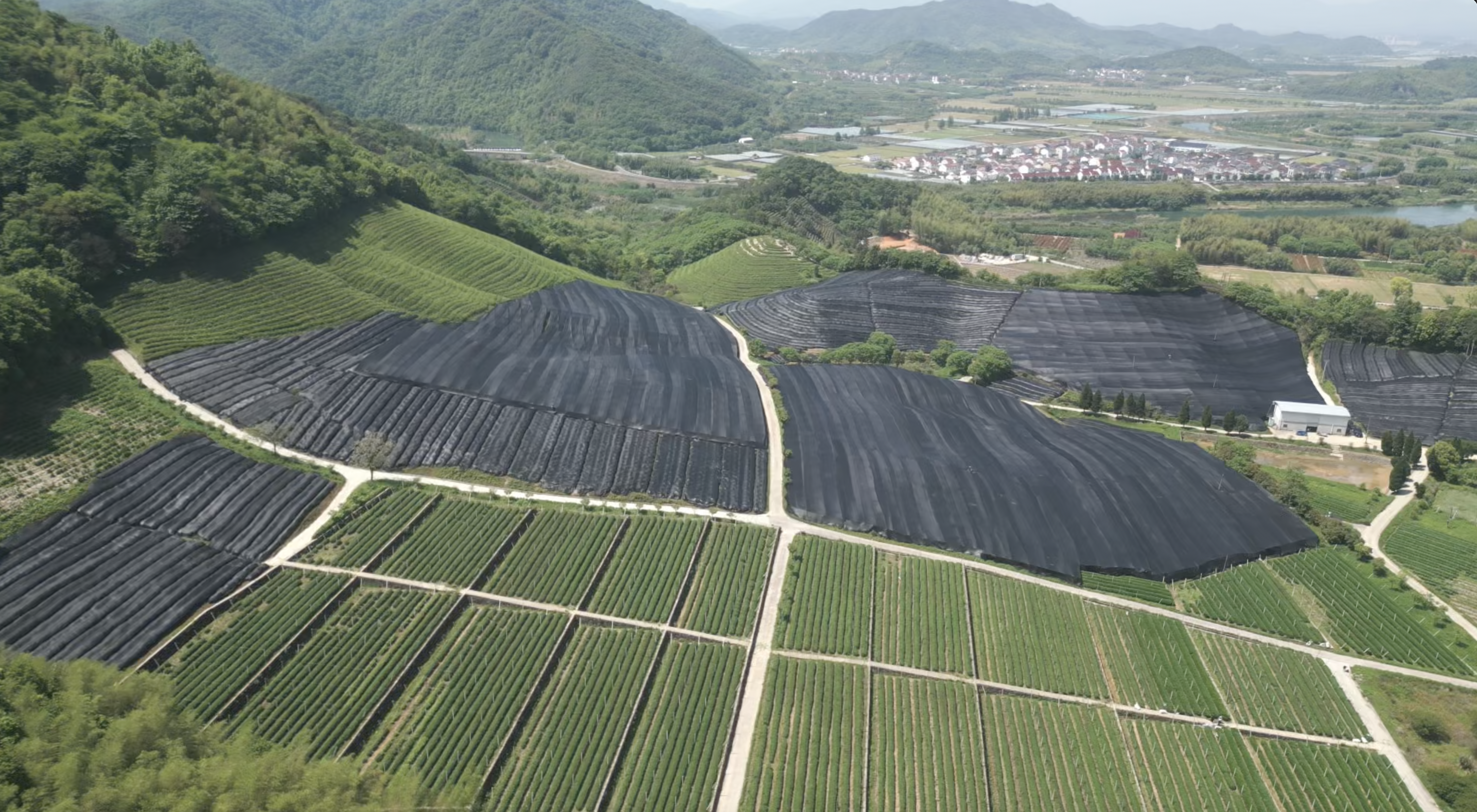 Tea farm in Zhejiang China during matcha harvest season. Tea trees are arranged into  neat vertical rows. Half the fields are covered in black netting to shade the matcha tea leaves, trees on the left and in the distance, hills and a small settlement.