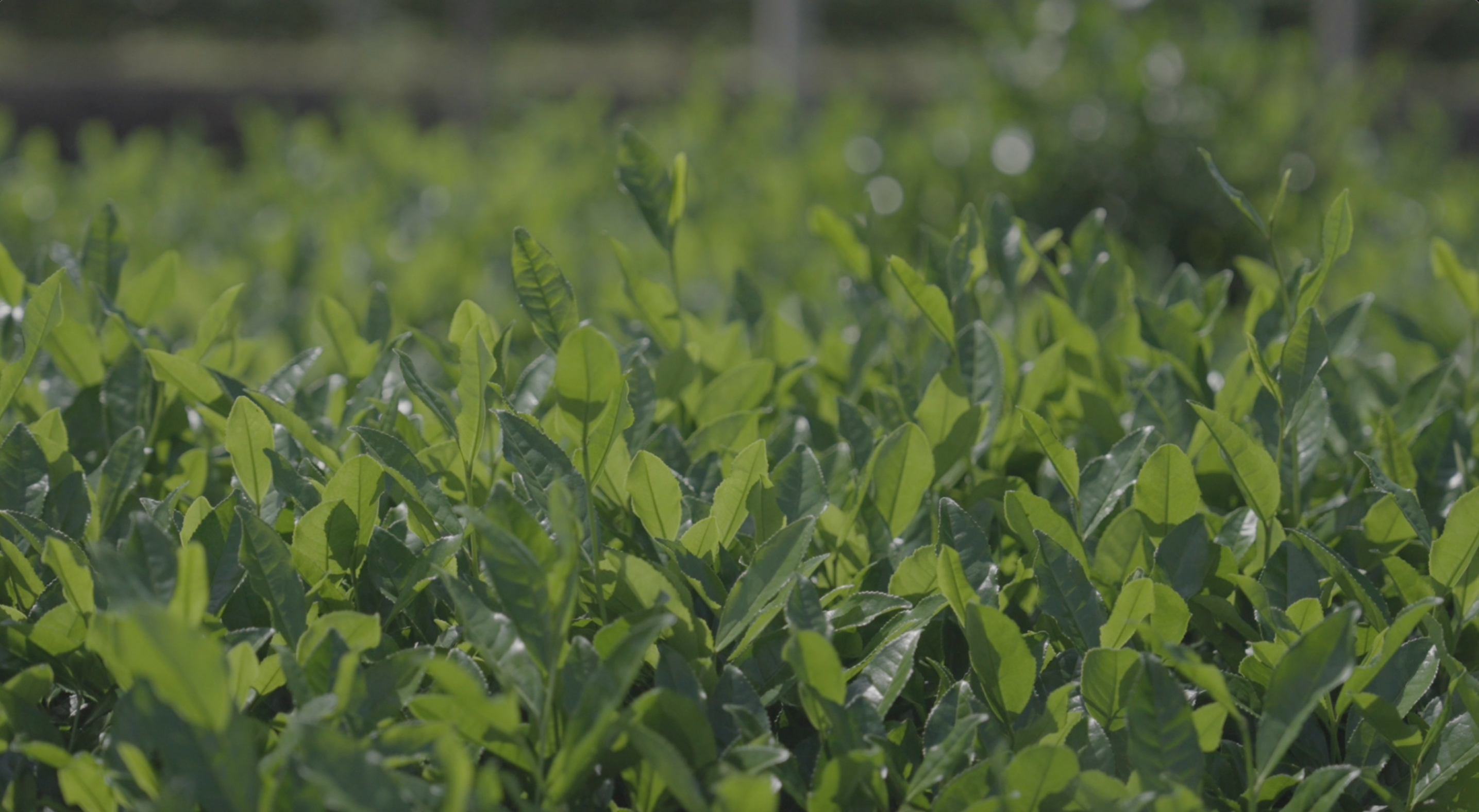 Lush green leaves thriving in the field.