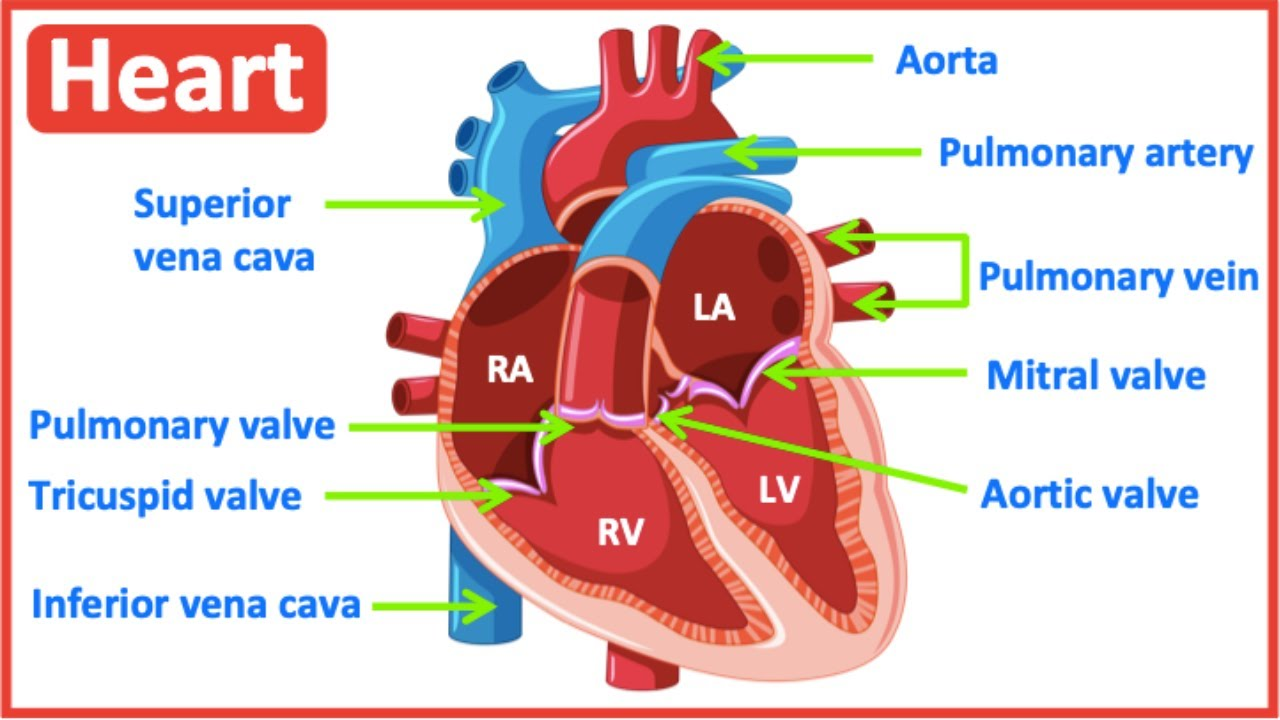 Cvreoz™ CoQ10 Heart Repair Drops