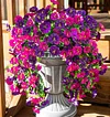 💖 Hot Sale 49% OFF -🌺UV Resistant Hanging Artificial Morning Glory Vine(29.52inch)