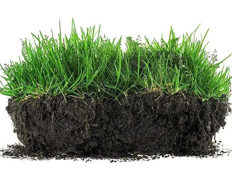 Soil Revitalizer , Concentrated Humic Acid Formula for Lawn & Garden Plant Food Enhancer Yields