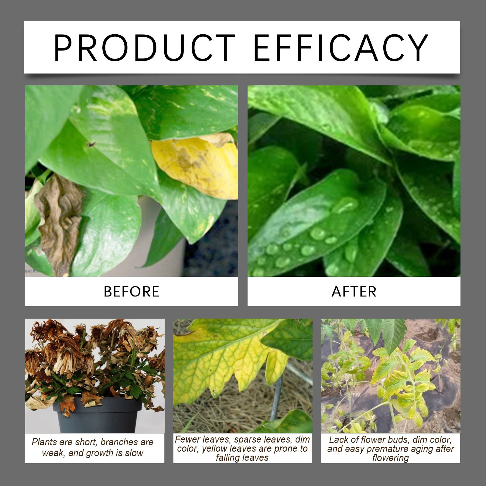 Soil Revitalizer , Concentrated Humic Acid Formula for Lawn & Garden Plant Food Enhancer Yields