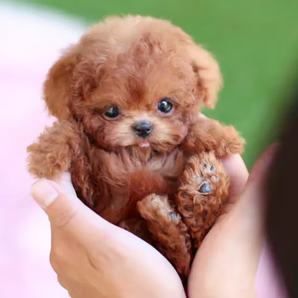 🎁Last Day Promotion 49% OFF🐶My Realistic Robot Puppy