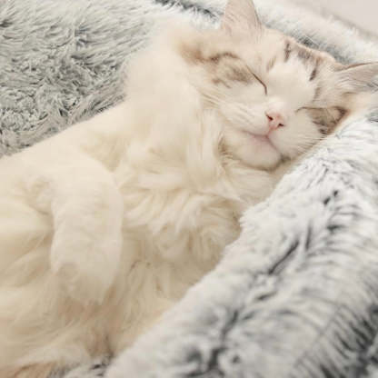  Calming CozyCave