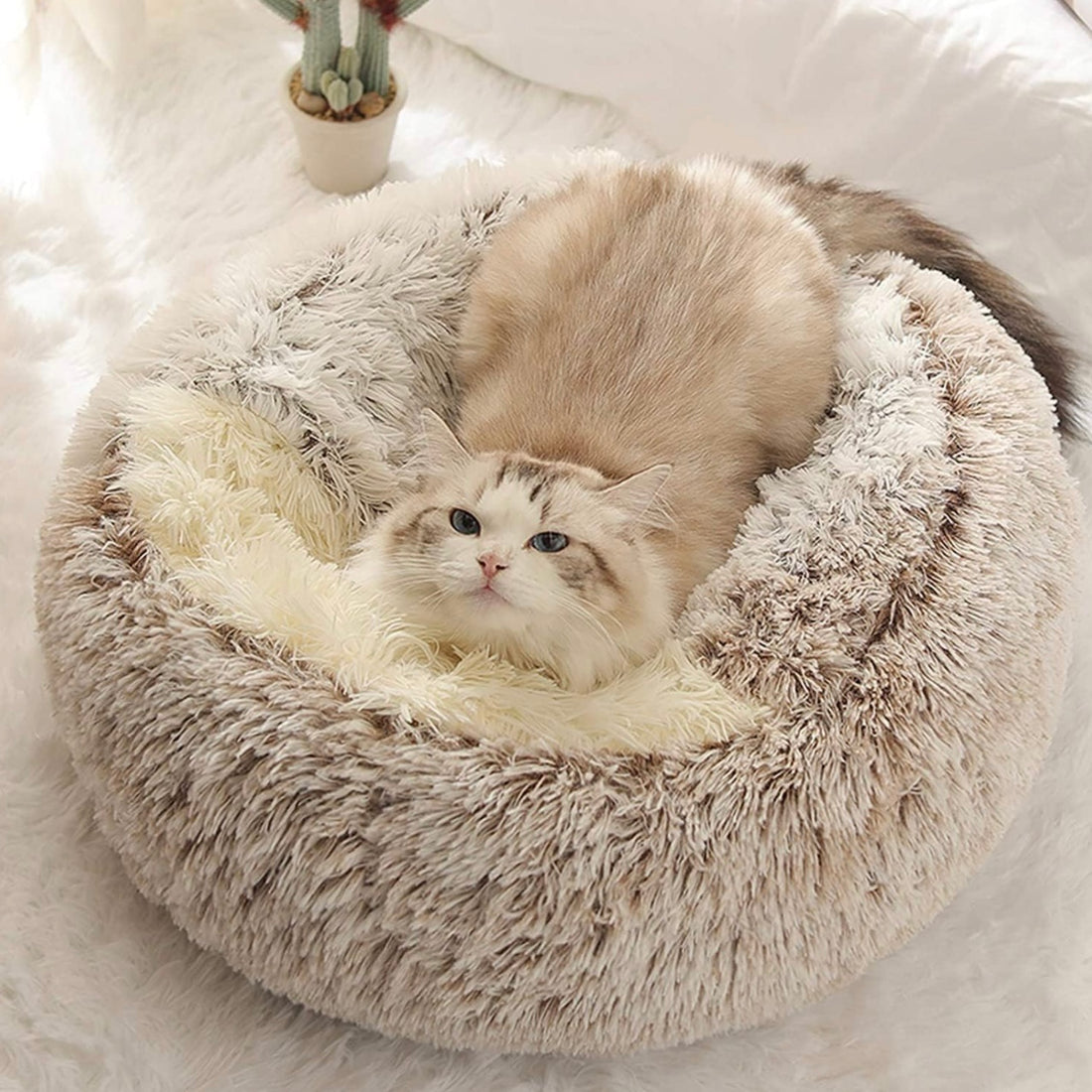 Calming CozyCave