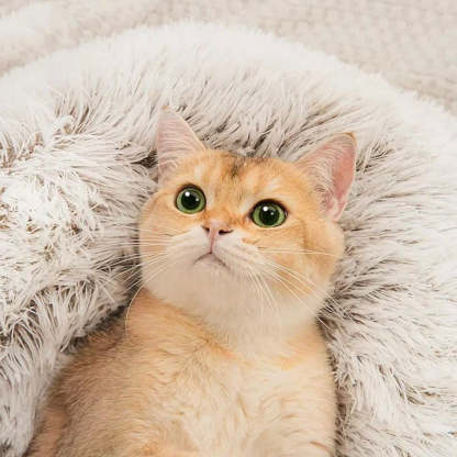  Calming CozyCave