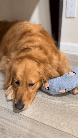 Hund liegt auf beruhigendem Kissen