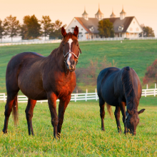 Accesorios para caballos abrevadero de animales Tanque de riego