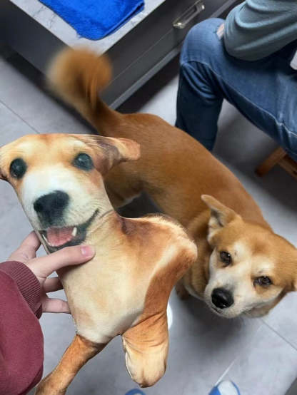 Ugly Pet Pillow Custom 3D Pet Portrait Throw Pillow