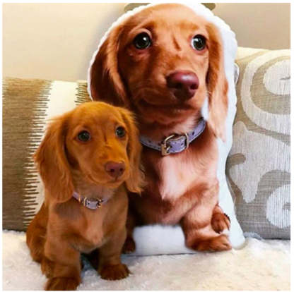 Custom Pet Pillow, Custom Pet Shaped Pillow, Christmas Gifts, Personalized Shaped Pillow, Custom Gifts, gift for dog mom, gift for dog dad-ilovevango