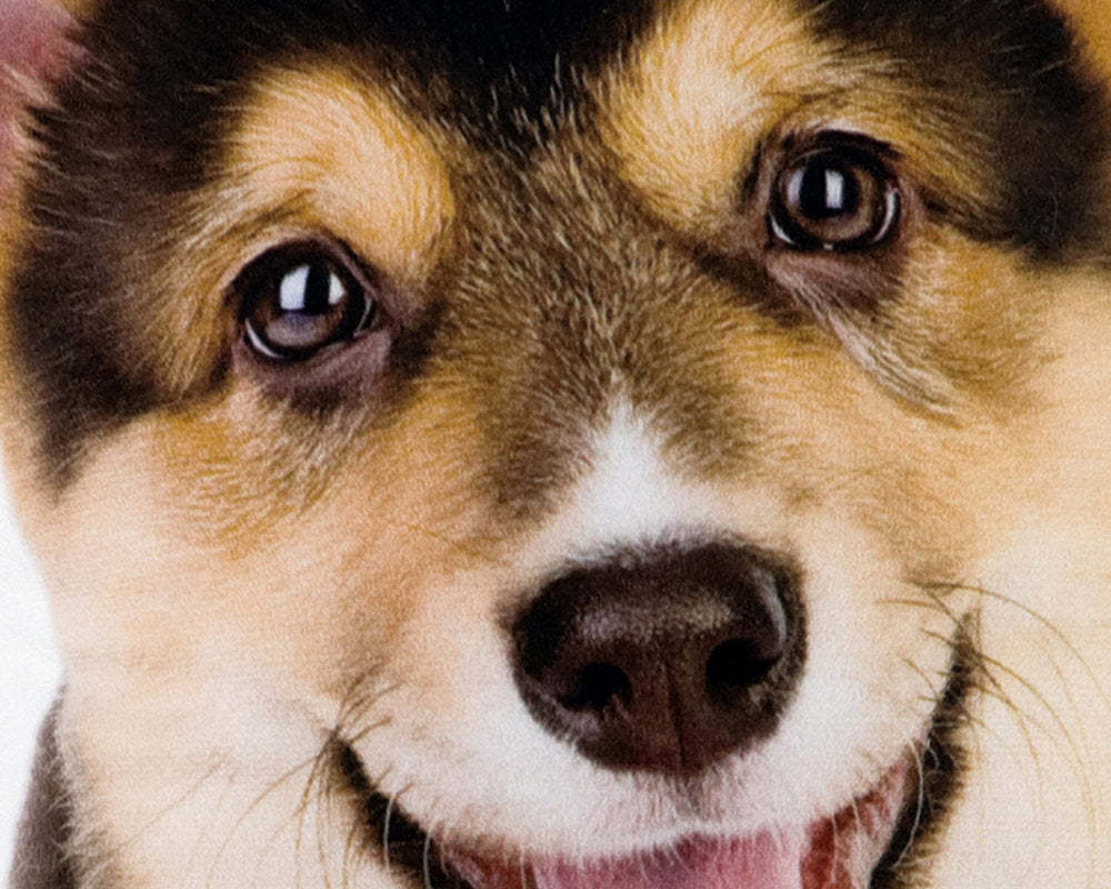 Custom Pet Pillow | Personalized Pillow | Pet Memorial Gift | Custom shaped pillow | Dog Pillow | Cat Pillow | Pet Lover Gift-ilovevango