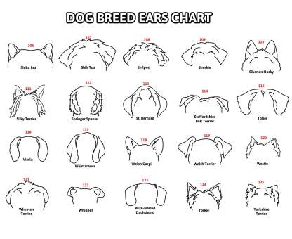 Personalized Pet Collar Frame Optional Pet Ear Style With Paw Print Memorial Gift