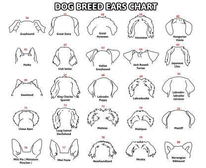 Personalized Selection Of Pet Ear Style Frames For Pet Lovers